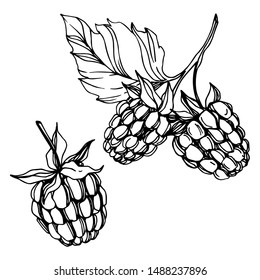 Vector Raspberry healthy food fresh berry isolated. Black and white engraved ink art. Isolated raspberry illustration element on white background.