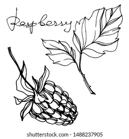Vector Raspberry healthy food fresh berry isolated. Black and white engraved ink art. Isolated raspberry illustration element on white background.