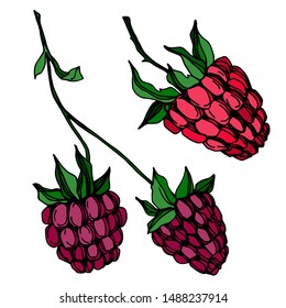Vector Raspberry healthy food fresh berry isolated. Black and white engraved ink art. Isolated raspberry illustration element on white background.