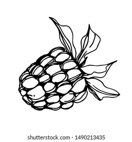Vector Raspberry healthy food fresh berry isolated. Black and white engraved ink art. Isolated raspberry illustration element on white background.