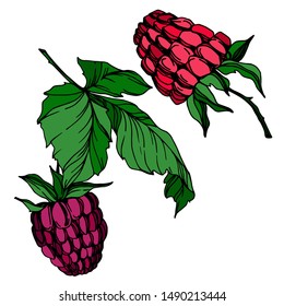 Vector Raspberry healthy food fresh berry isolated. Black and white engraved ink art. Isolated raspberry illustration element on white background.