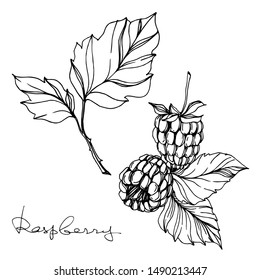 Vector Raspberry healthy food fresh berry isolated. Black and white engraved ink art. Isolated raspberry illustration element on white background.
