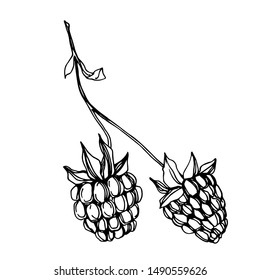 Vector Raspberry healthy food fresh berry isolated. Black and white engraved ink art. Isolated raspberry illustration element on white background.