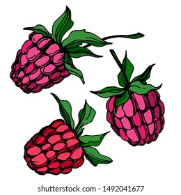Vector Raspberry healthy food fresh berry isolated. engraved ink art. Isolated raspberry illustration element on white background.