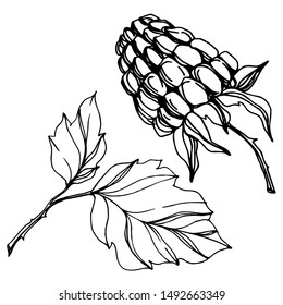 Vector Raspberry healthy food fresh berry isolated. Black and white engraved ink art. Isolated raspberry illustration element on white background.