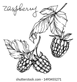 Vector Raspberry healthy food fresh berry isolated. Black and white engraved ink art. Isolated raspberry illustration element on white background.