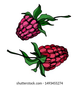 Vector Raspberry healthy food fresh berry isolated. Black and white engraved ink art. Isolated raspberry illustration element on white background.