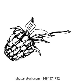 Vector Raspberry healthy food fresh berry isolated. Black and white engraved ink art. Isolated raspberry illustration element on white background.