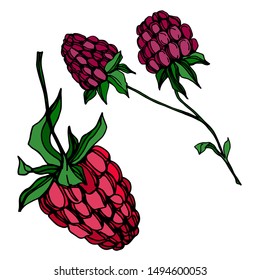 Vector Raspberry healthy food fresh berry isolated. Black and white engraved ink art. Isolated raspberry illustration element on white background.