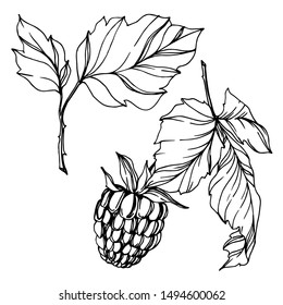 Vector Raspberry healthy food fresh berry isolated. Black and white engraved ink art. Isolated raspberry illustration element on white background.
