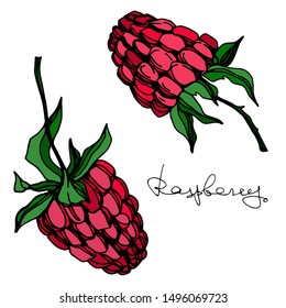 Vector Raspberry healthy food fresh berry isolated. Black and white engraved ink art. Isolated raspberry illustration element on white background.