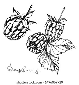 Vector Raspberry healthy food fresh berry isolated. Black and white engraved ink art. Isolated raspberry illustration element on white background.