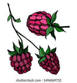 Vector Raspberry healthy food fresh berry isolated. Black and white engraved ink art. Isolated raspberry illustration element on white background.