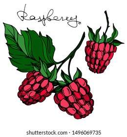 Vector Raspberry healthy food fresh berry isolated. Black and white engraved ink art. Isolated raspberry illustration element on white background.