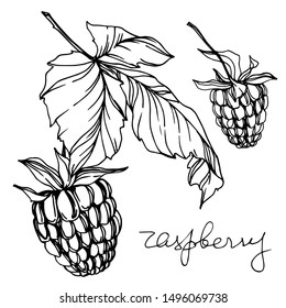 Vector Raspberry healthy food fresh berry isolated. Black and white engraved ink art. Isolated raspberry illustration element on white background.
