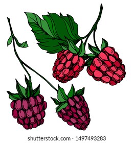 Vector Raspberry healthy food fresh berry isolated. Black and white engraved ink art. Isolated raspberry illustration element on white background.