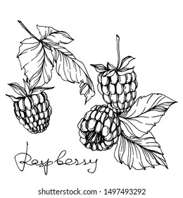 Vector Raspberry healthy food fresh berry isolated. Black and white engraved ink art. Isolated raspberry illustration element on white background.