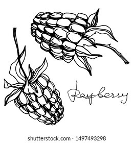 Vector Raspberry healthy food fresh berry isolated. Black and white engraved ink art. Isolated raspberry illustration element on white background.