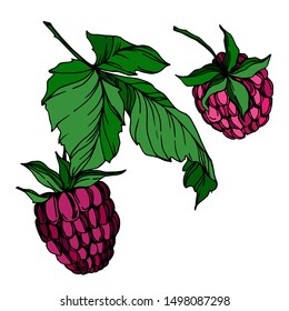 Vector Raspberry healthy food fresh berry isolated. Black and white engraved ink art. Isolated raspberry illustration element on white background.