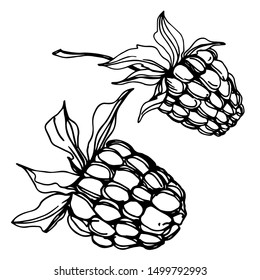 Vector Raspberry healthy food fresh berry isolated. Black and white engraved ink art. Isolated raspberry illustration element on white background.