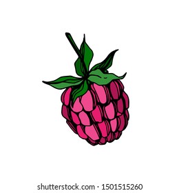 Vector Raspberry healthy food fresh berry isolated. Black and white engraved ink art. Isolated raspberry illustration element on white background.