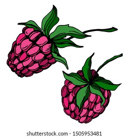 Vector Raspberry healthy food fresh berry isolated. Black and white engraved ink art. Isolated raspberry illustration element on white background.