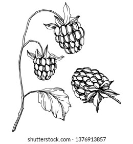 Vector Raspberry alimento saludable aislado. Arte con tinta grabada en blanco y negro. Elemento ilustrativo de bayas aisladas sobre fondo blanco.