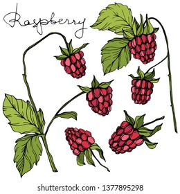 Vector Raspberry healthy food isolated. Red and green engraved ink art. Isolated berries illustration element on white background.