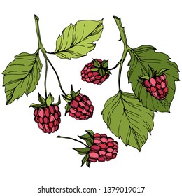 Vector Raspberry healthy food isolated. Red and green engraved ink art. Isolated berries illustration element on white background.