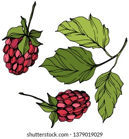 Vector Raspberry healthy food isolated. Red and green engraved ink art. Isolated berries illustration element on white background.