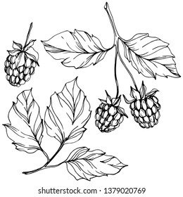 Vector Raspberry alimento saludable aislado. Arte con tinta grabada en blanco y negro. Elemento ilustrativo de bayas aisladas sobre fondo blanco.