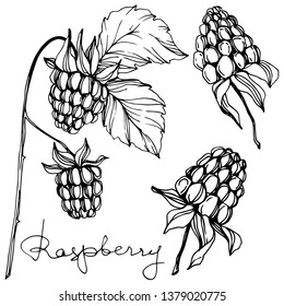 Vector Raspberry healthy food isolated. Black and white engraved ink art. Isolated berries illustration element on white background.