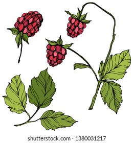 Vector Raspberry healthy food isolated. Red and green engraved ink art. Isolated berries illustration element on white background.