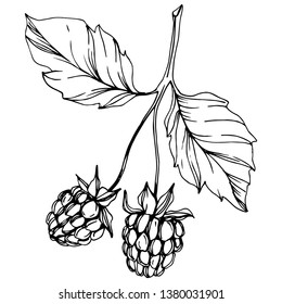 Vector Raspberry healthy food isolated. Black and white engraved ink art. Isolated berries illustration element on white background.