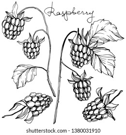 Vector Raspberry healthy food isolated. Black and white engraved ink art. Isolated berries illustration element on white background.