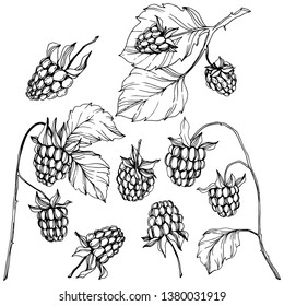 Vector Raspberry alimento saludable aislado. Arte con tinta grabada en blanco y negro. Elemento ilustrativo de bayas aisladas sobre fondo blanco.