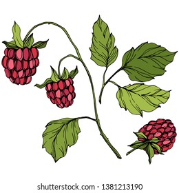 Vector Raspberry healthy food isolated. Red and green engraved ink art. Isolated berries illustration element on white background.