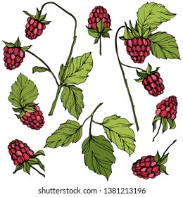 Vektor Himbeere gesunde Lebensmittel einzeln. Rote und grüne, gravierte Tintenkunst. Einzige Beeren-Illustration auf weißem Hintergrund.