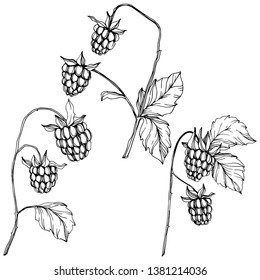 Vector Raspberry healthy food isolated. Black and white engraved ink art. Isolated berries illustration element on white background.