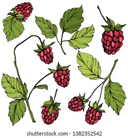 Vector Raspberry healthy food isolated. Red and green engraved ink art. Isolated berries illustration element on white background.