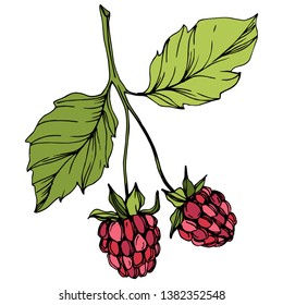 Vector Raspberry healthy food isolated. Red and green engraved ink art. Isolated berries illustration element on white background.