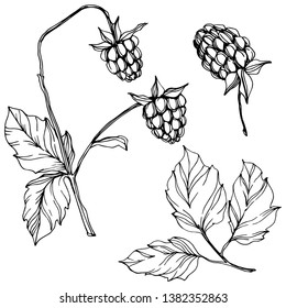 Vector Raspberry healthy food isolated. Black and white engraved ink art. Isolated berries illustration element on white background.