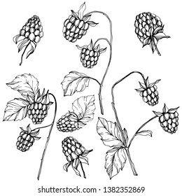 Vector Raspberry healthy food isolated. Black and white engraved ink art. Isolated berries illustration element on white background.