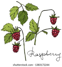 Vector Raspberry healthy food isolated. Red and green engraved ink art. Isolated berries illustration element on white background.