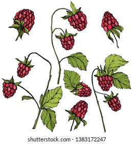 Vector Raspberry healthy food isolated. Red and green engraved ink art. Isolated berries illustration element on white background.