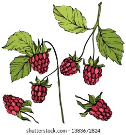 Vector Raspberry healthy food isolated. Red and green engraved ink art. Isolated berries illustration element on white background.