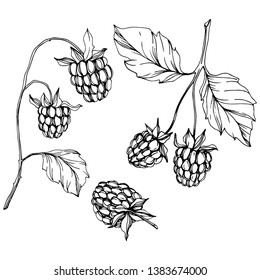 Vector Raspberry healthy food isolated. Black and white engraved ink art. Isolated berries illustration element on white background.