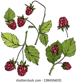 Vector Raspberry healthy food isolated. Red and green engraved ink art. Isolated berries illustration element on white background.