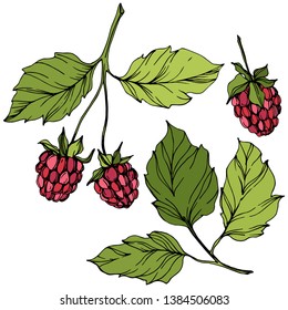 Vector Raspberry healthy food isolated. Red and green engraved ink art. Isolated berries illustration element on white background.