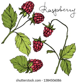 Vector Raspberry healthy food isolated. Red and green engraved ink art. Isolated berries illustration element on white background.